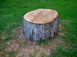 How Our Tree Care Process Works  in  Calverton, NY
