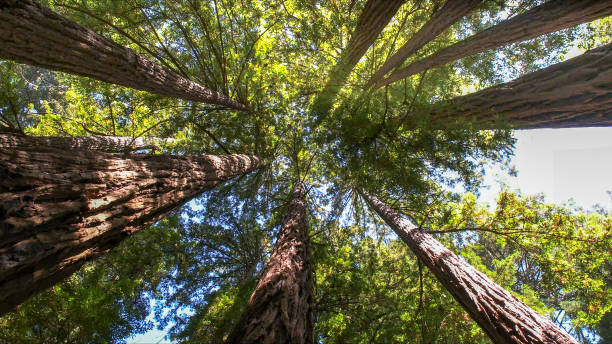Reliable Calverton, NY Tree Removal Solutions
